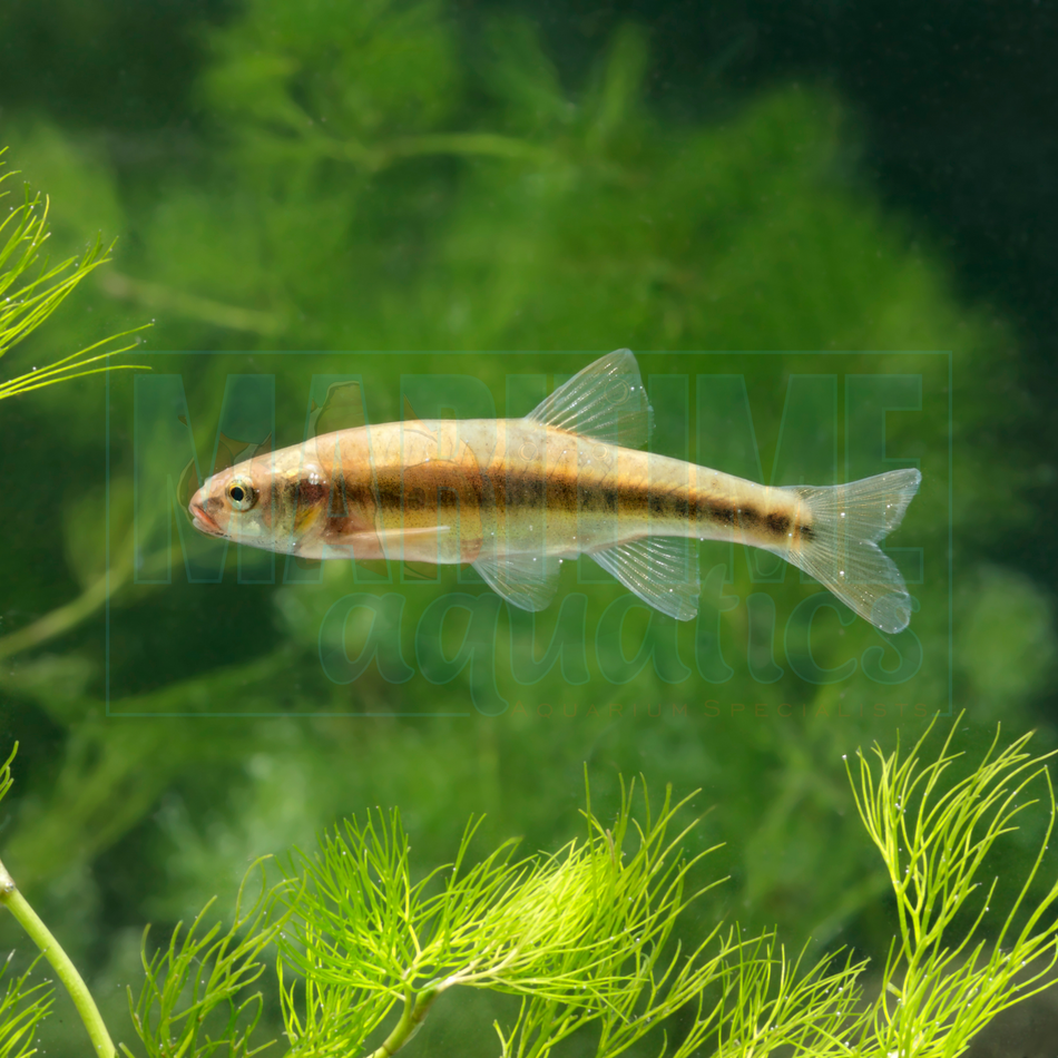 Minnow Rosy Red (Pimephales promelas)