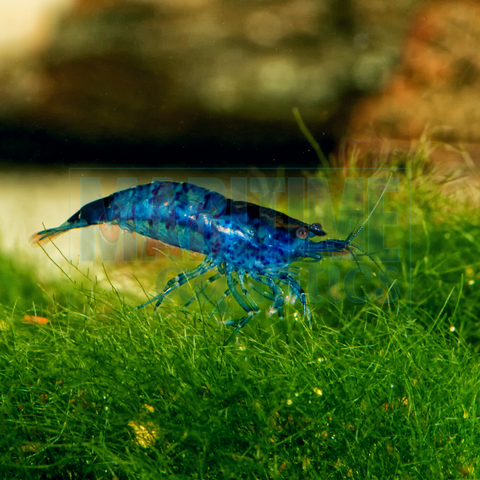 Shrimp Blue (Neocaridina davidi)