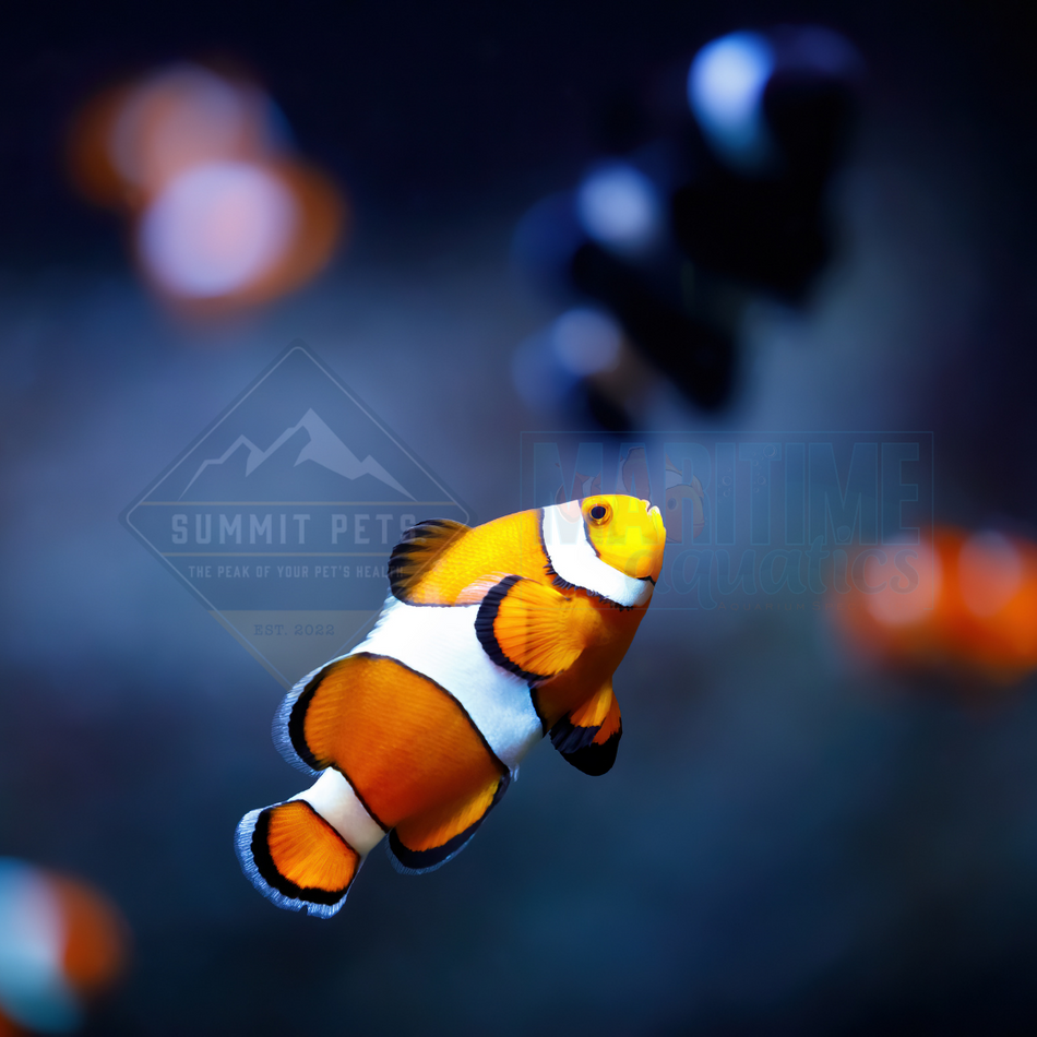 Ocellaris Clownfish