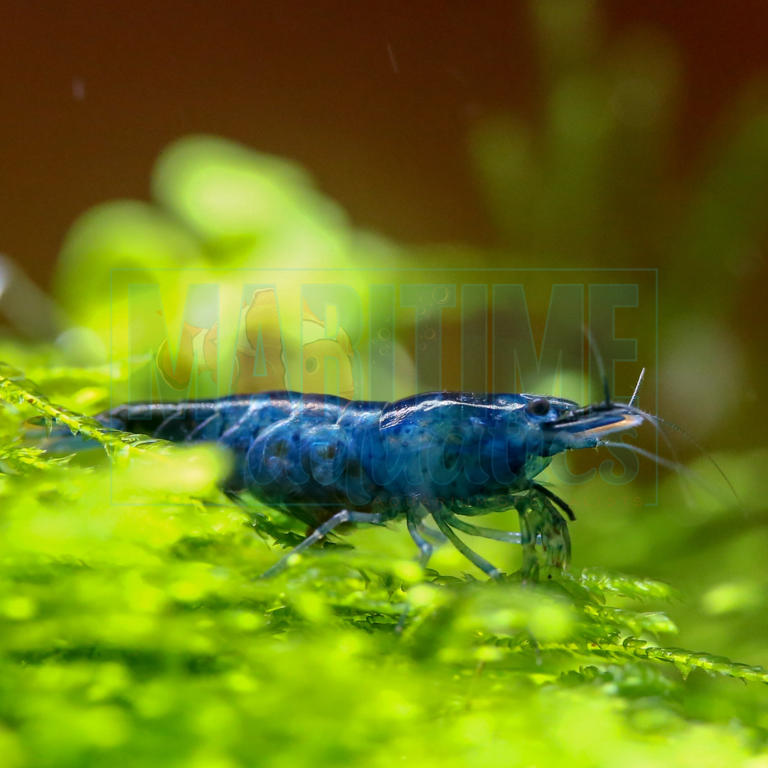 Shrimp Super Blue (Neocaridina heteropoda)