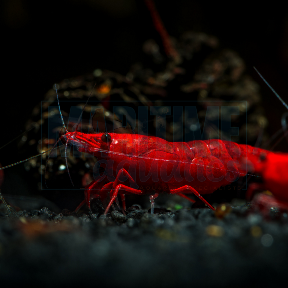 Shrimp Bloody Mary (Neocaridina sp.)