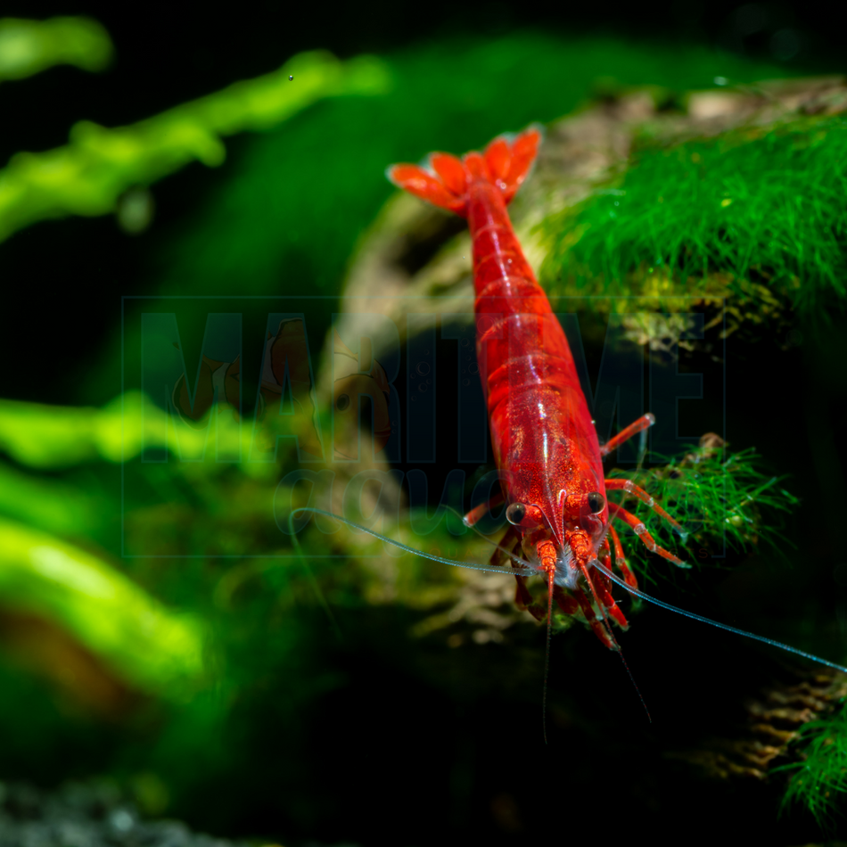 Shrimp Bloody Mary (Neocaridina sp.)