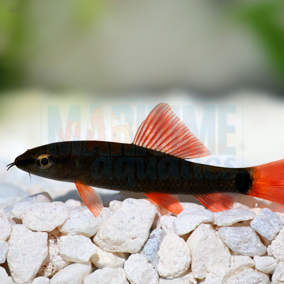 Shark Rainbow (Epalzeorhynchos frenatum)