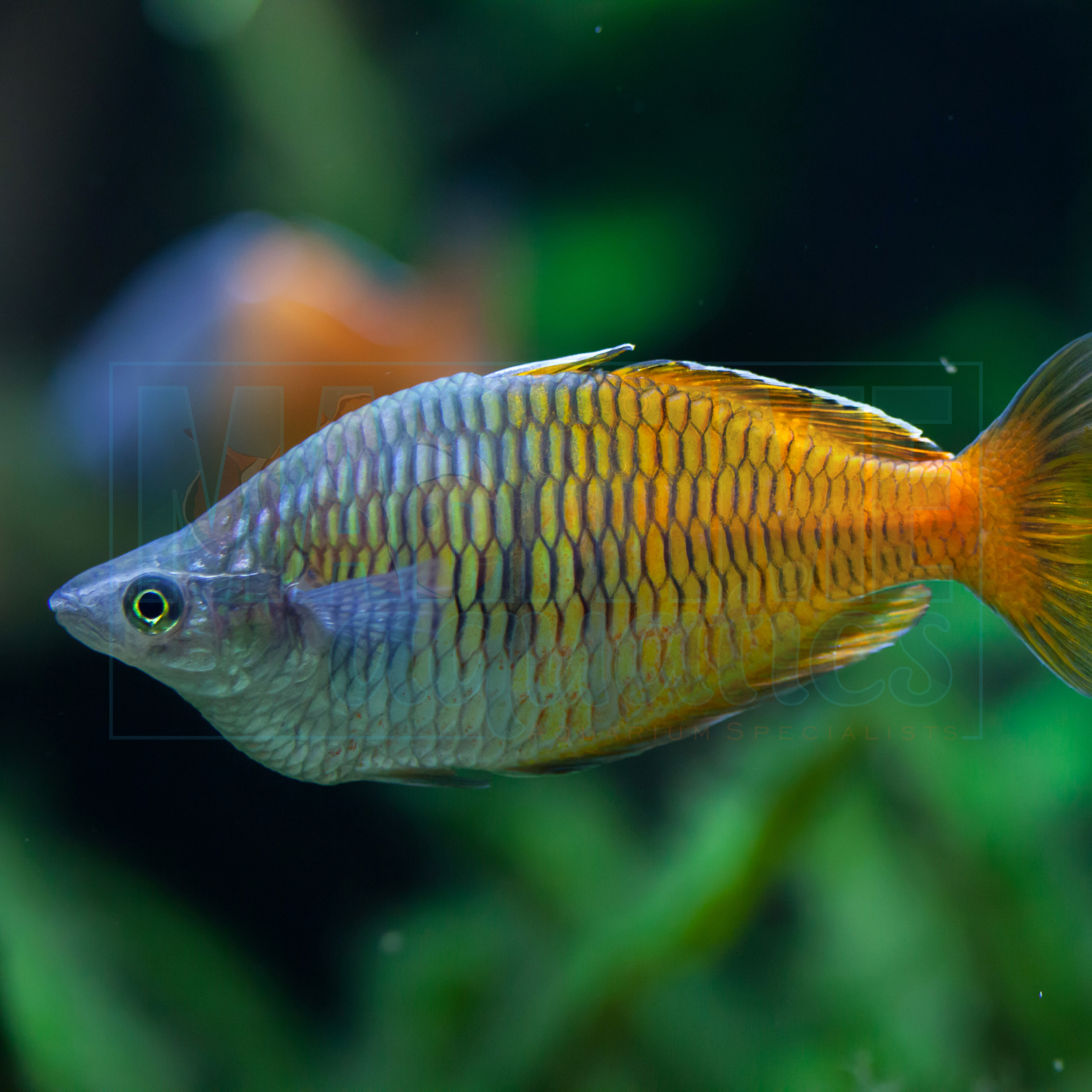 Rainbowfish Boesemani (Melanotaenia boesemani)