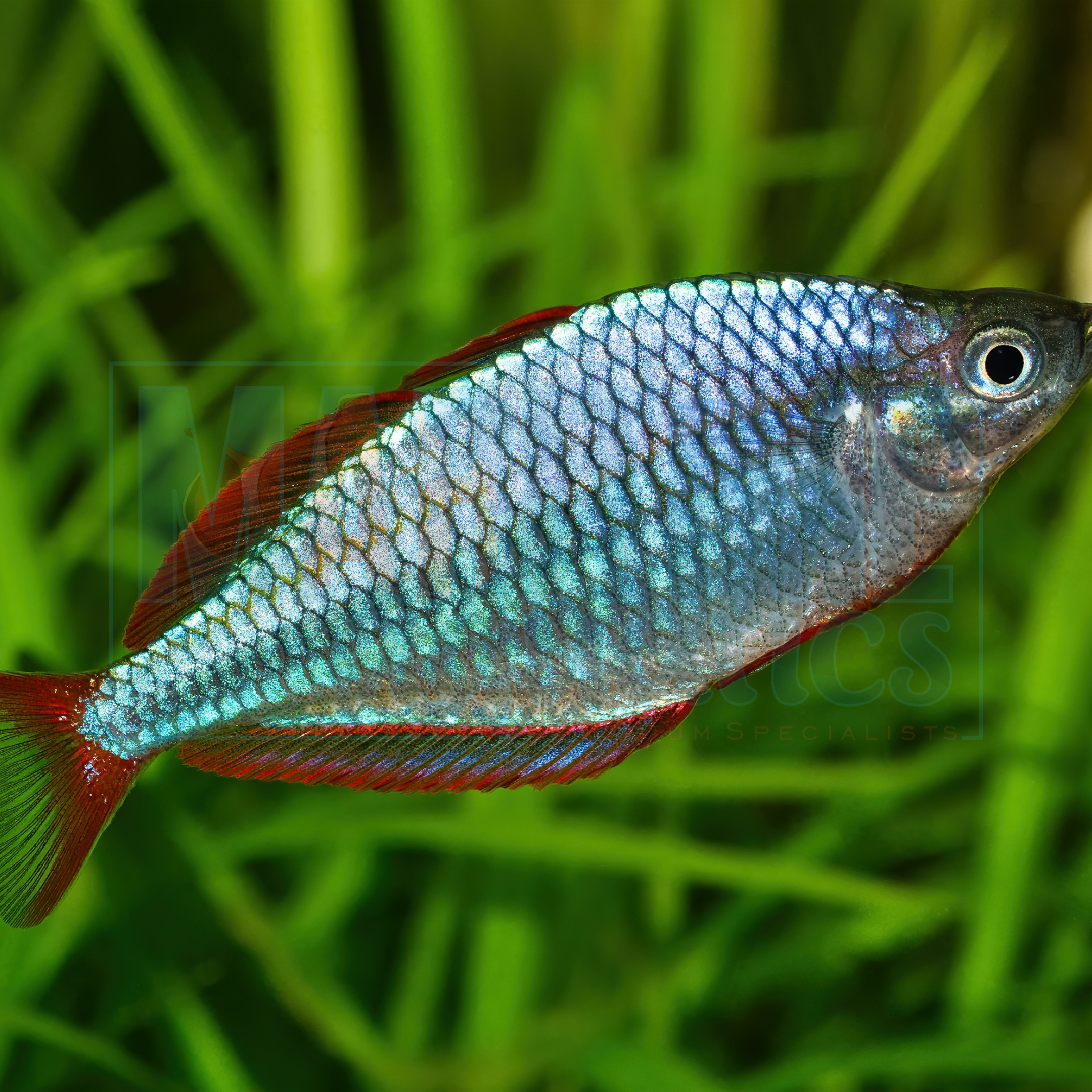 Rainbowfish Neon Dwarf (Melanotaenia praecox)