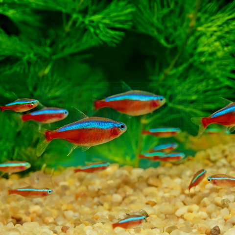 Tetra Cardinal (Paracheirodon axelrodi)