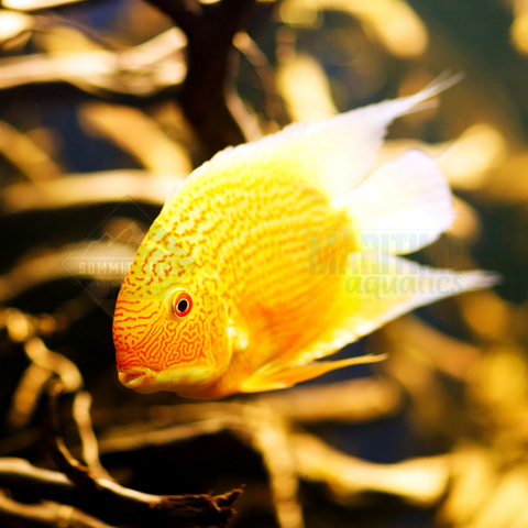 Cichlid Red-Spotted Severum (Heros Severus)