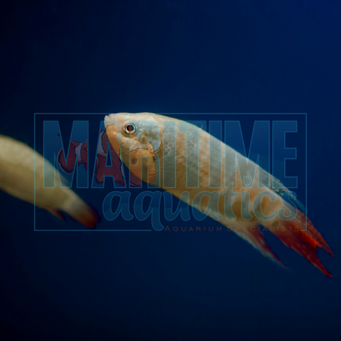 Gourami Paradise Albino (Macropodus opercularis sp. Albino)