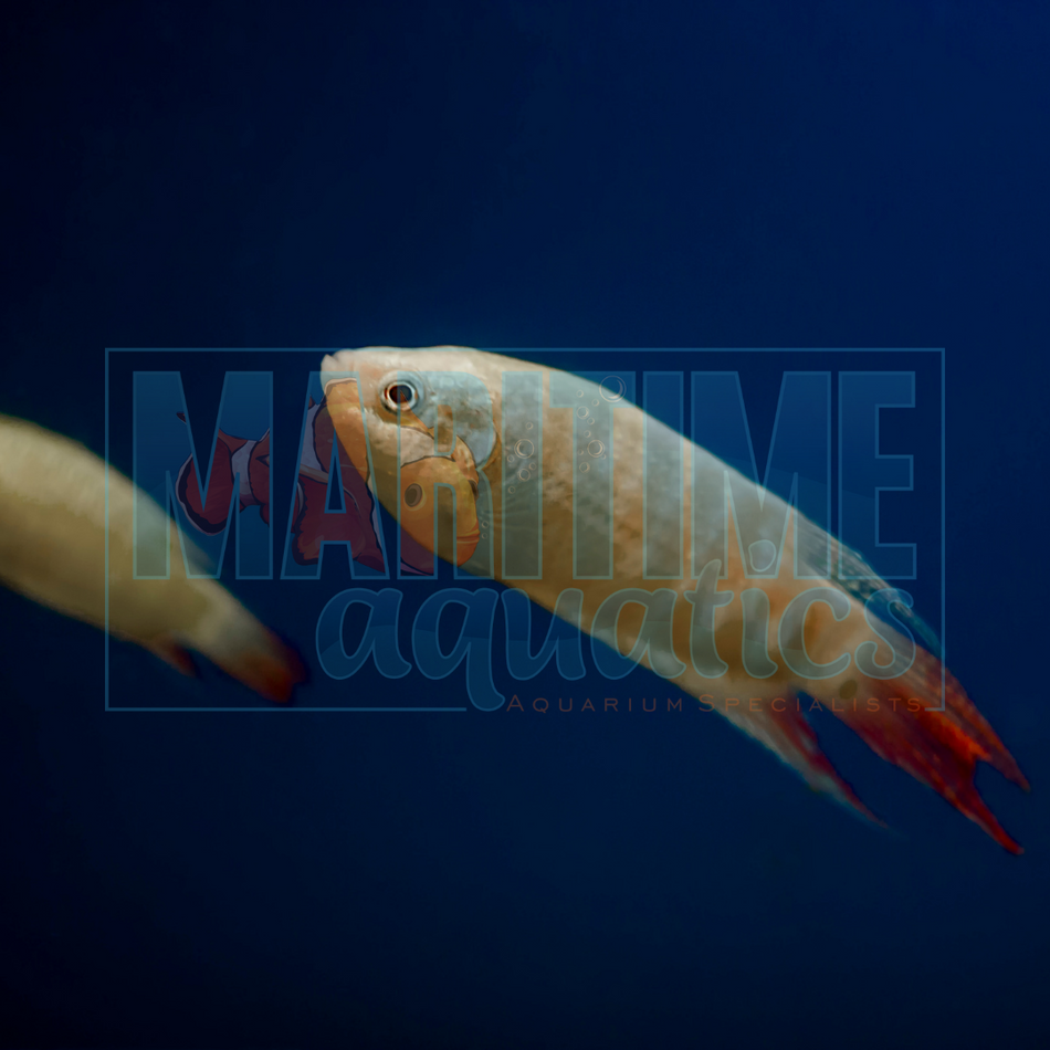 Gourami Paradise Albino (Macropodus opercularis sp. Albino)