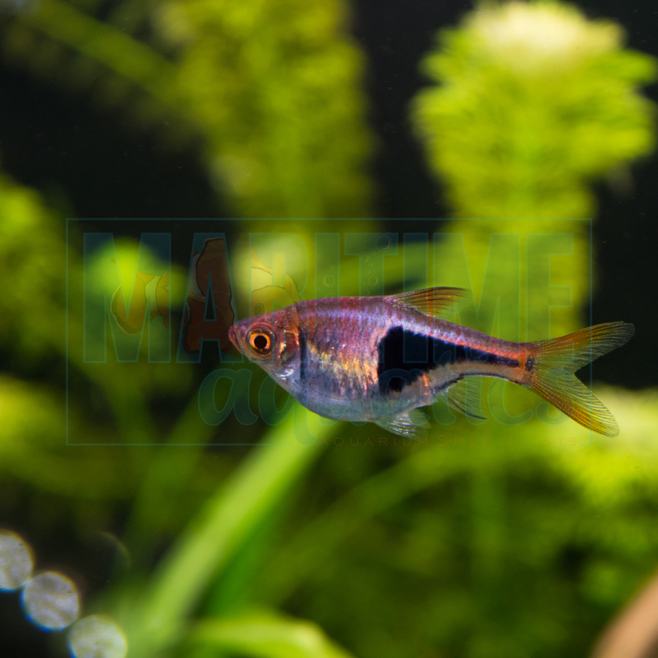Rasbora Purple Harlequin (Rasbora sp.)