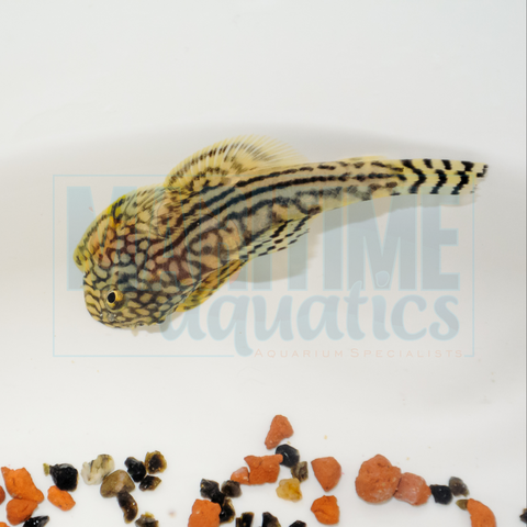 Sucker Borneo (Gastromyzon punctulatus)