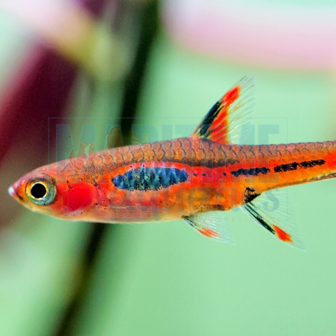 Rasbora Chili / Mosquito (Boraras brigittae)