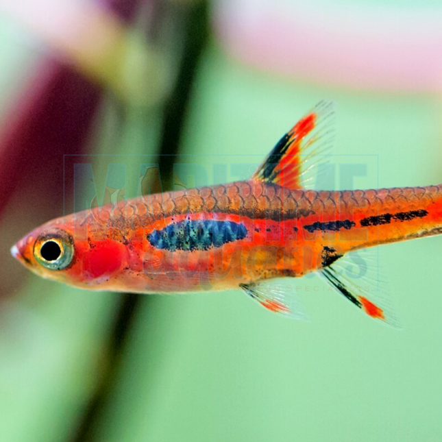 Rasbora Strawberry (Boraras naevus)