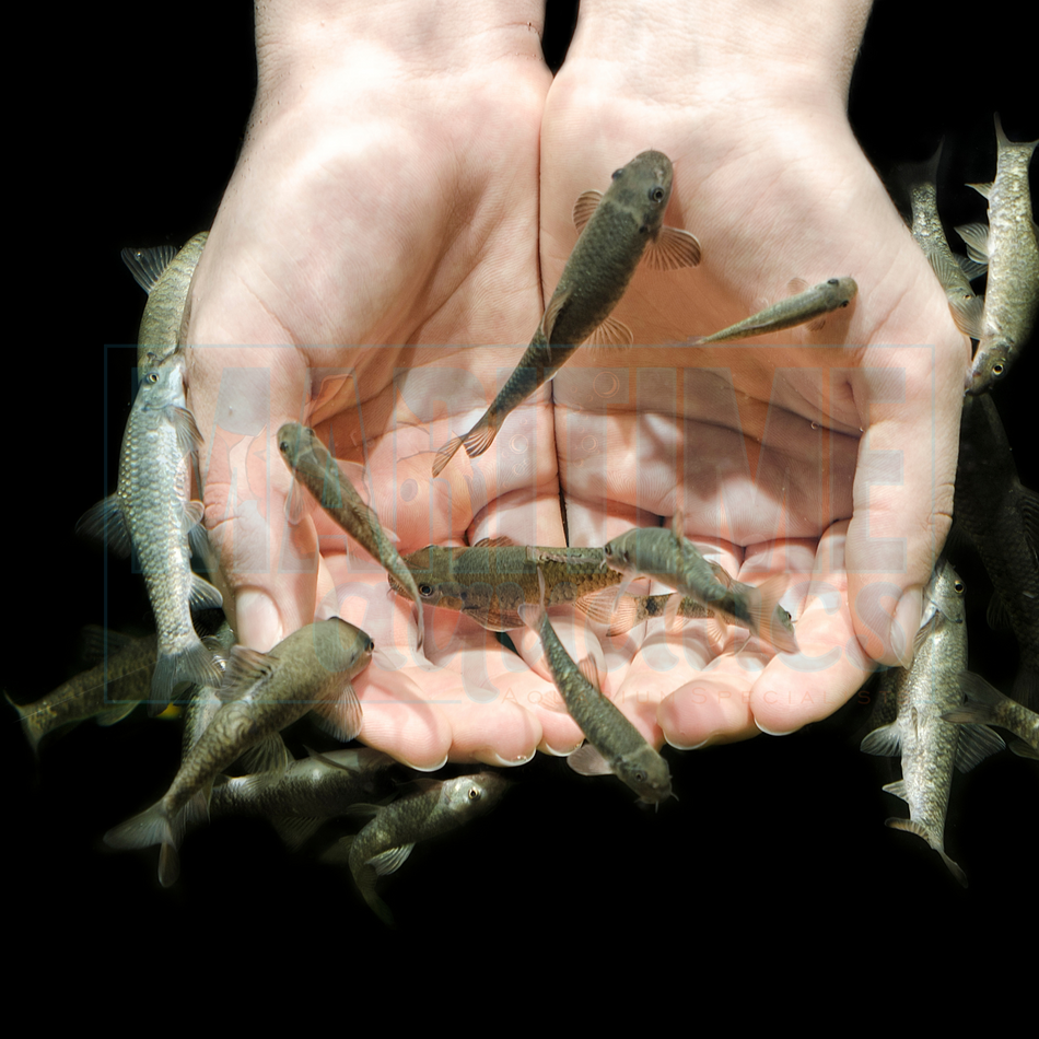 Garra Rufa (Garra Rufa) "Doctor Fish"