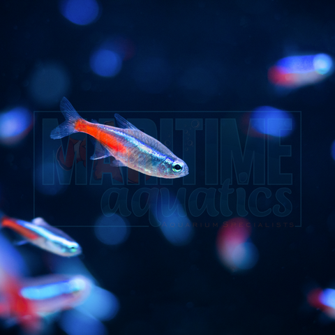 Tetra Neon (Parcheirodn innesi)