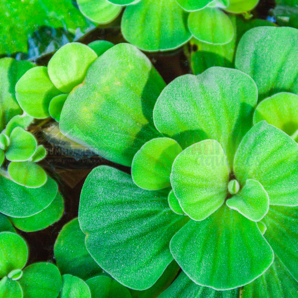 Lettuce Floating Water (Pistia stratiotes)