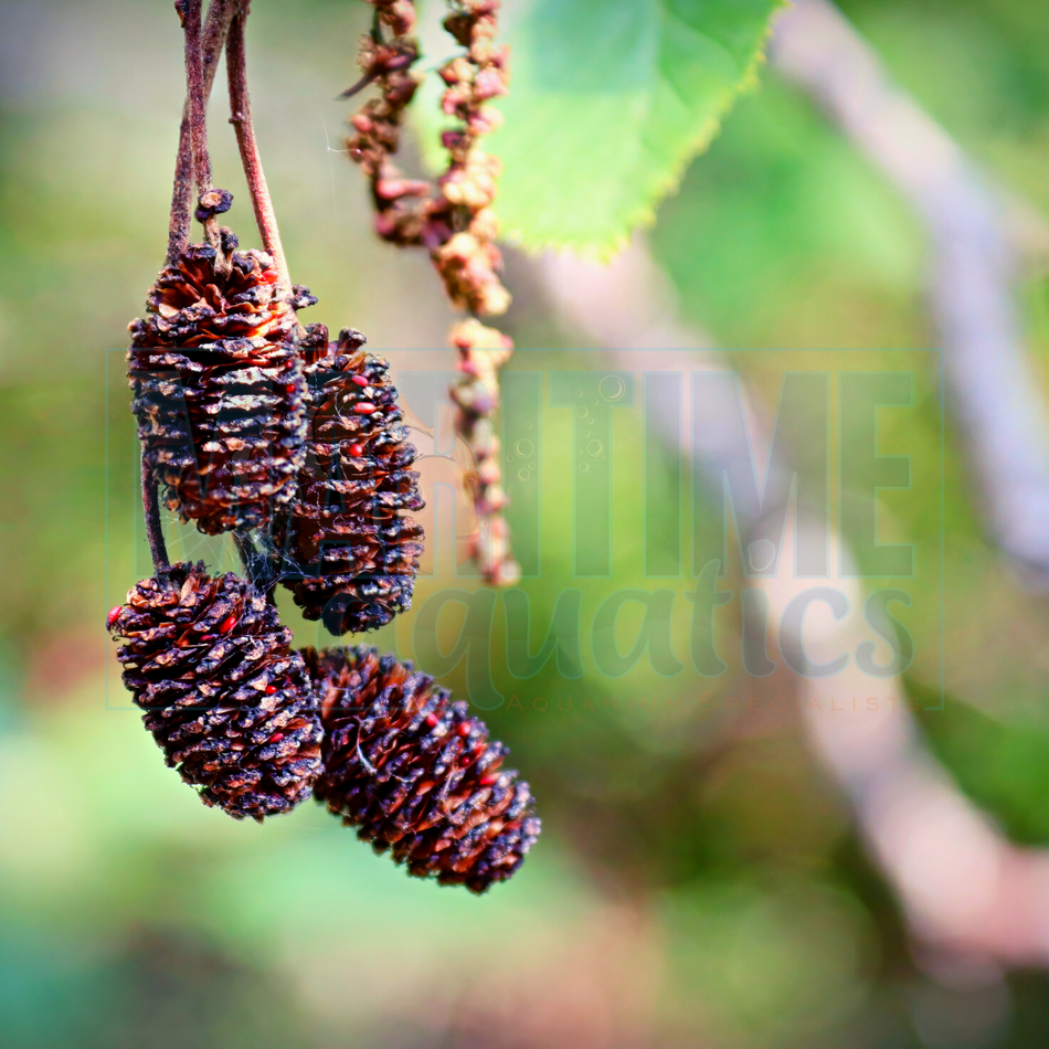 Birch Cones - 10pk