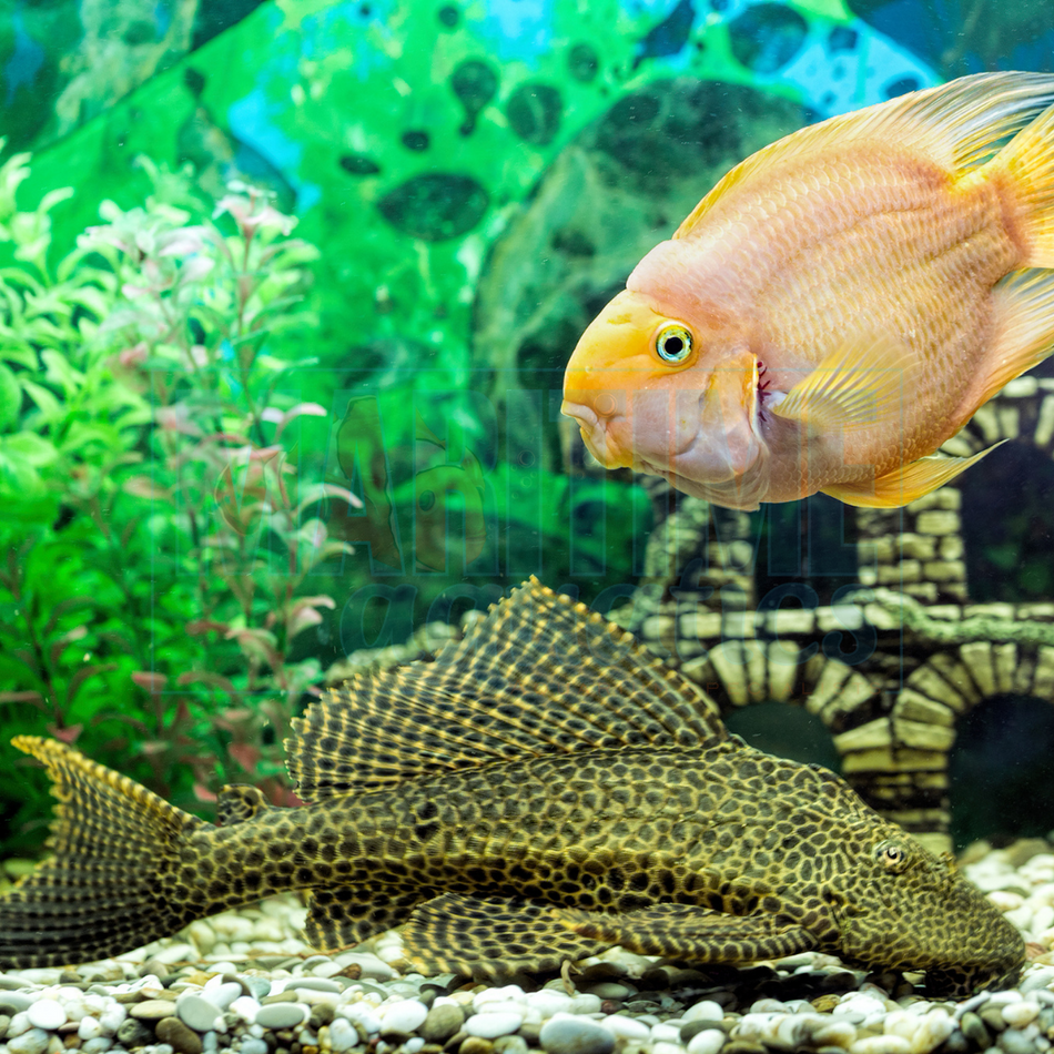 Pleco Hi-Fin Leopard (Pterygoplichthys joselimaianus)