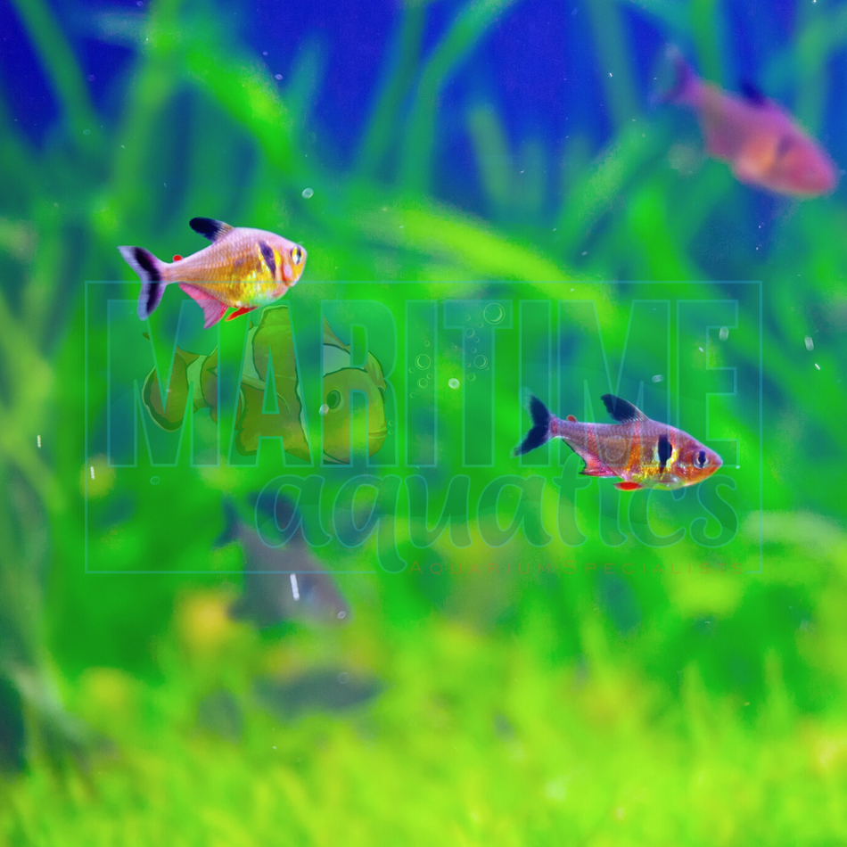 Tetra Red Phantom (Hyphessobrycon sweglesi)