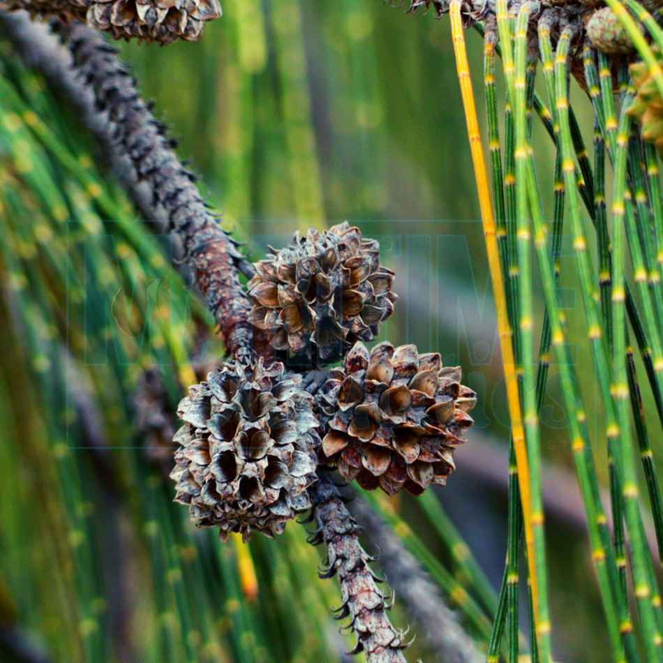 Casuarina Cones - 10pk