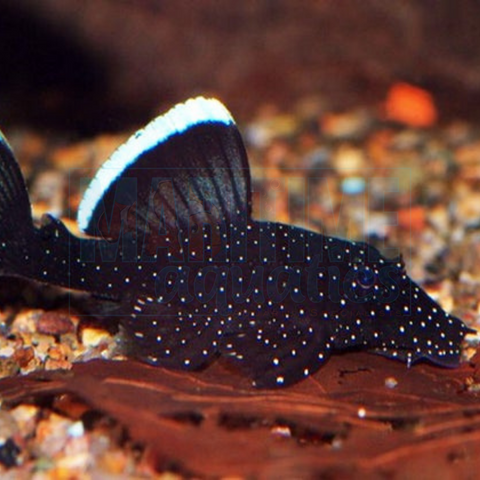 Pleco Ancystrus L-183 (Ancistrus dolichopterus)