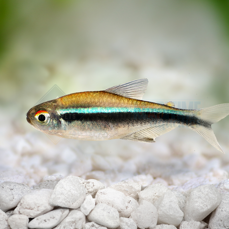 Tetra Black Neon (Hyphessobrycon herbertaxelrodi)