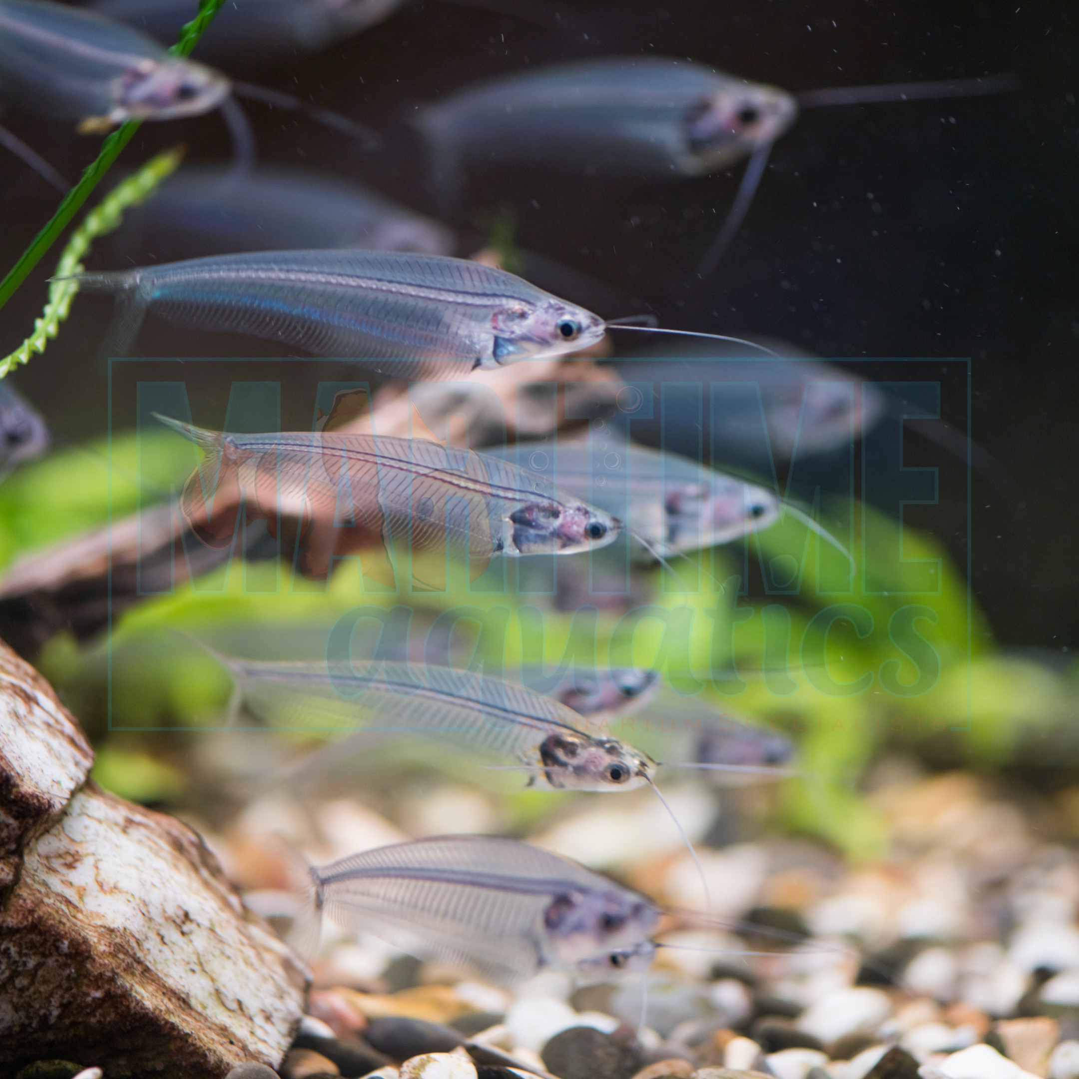 Catfish Glass (Kryptopterus minor)