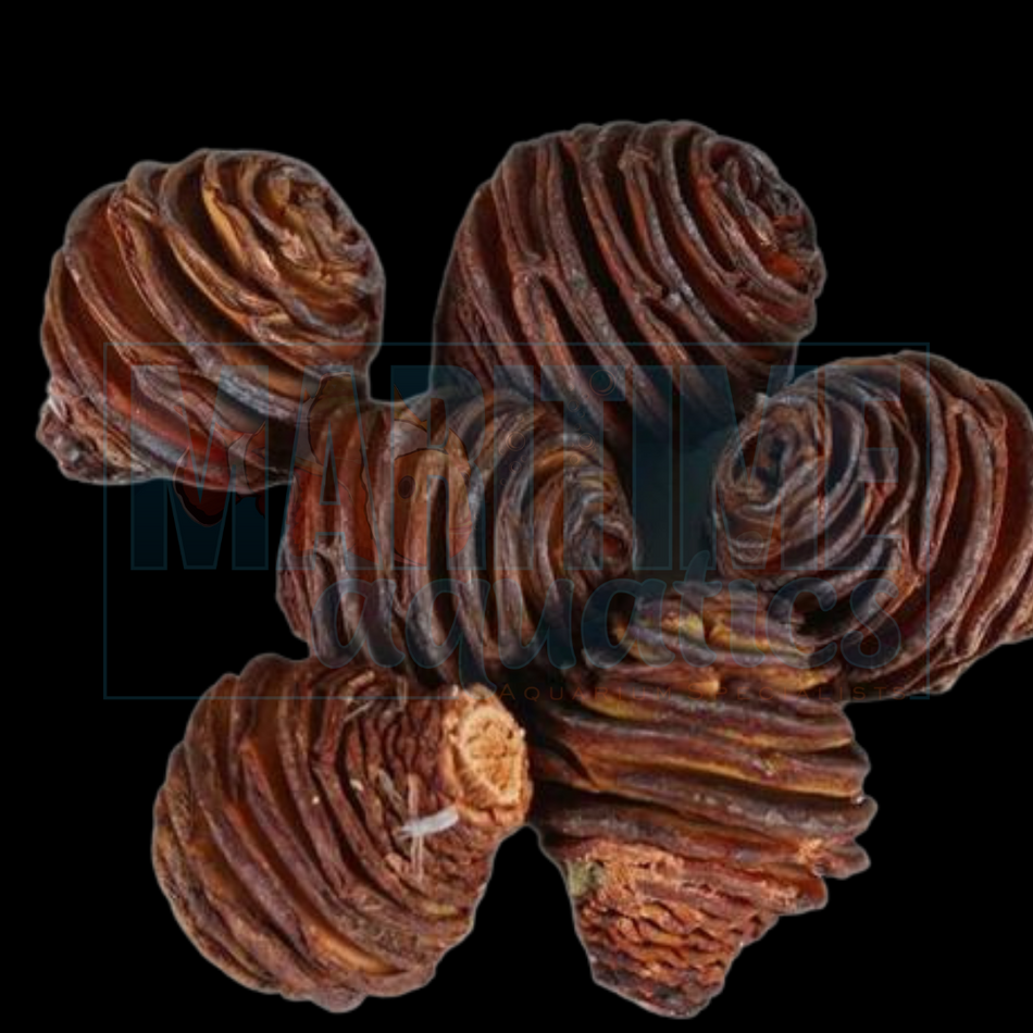 Honey Pot Cone