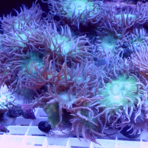 Duncan Coral (Duncanopsammia axifuga)