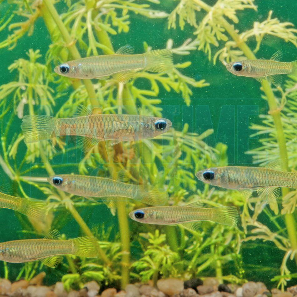 Killifish Norman's Lampeye (Aplocheilus normani)