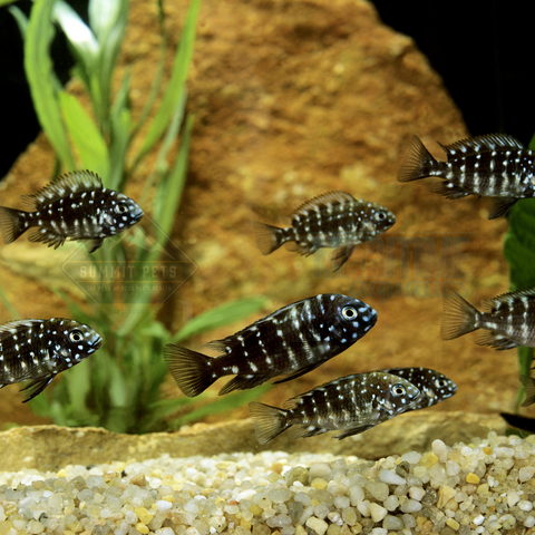 Cichlid Tropheus Duboisi (Aulonocara stuartgranti)