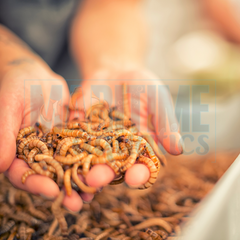 Collection image for: Bugs