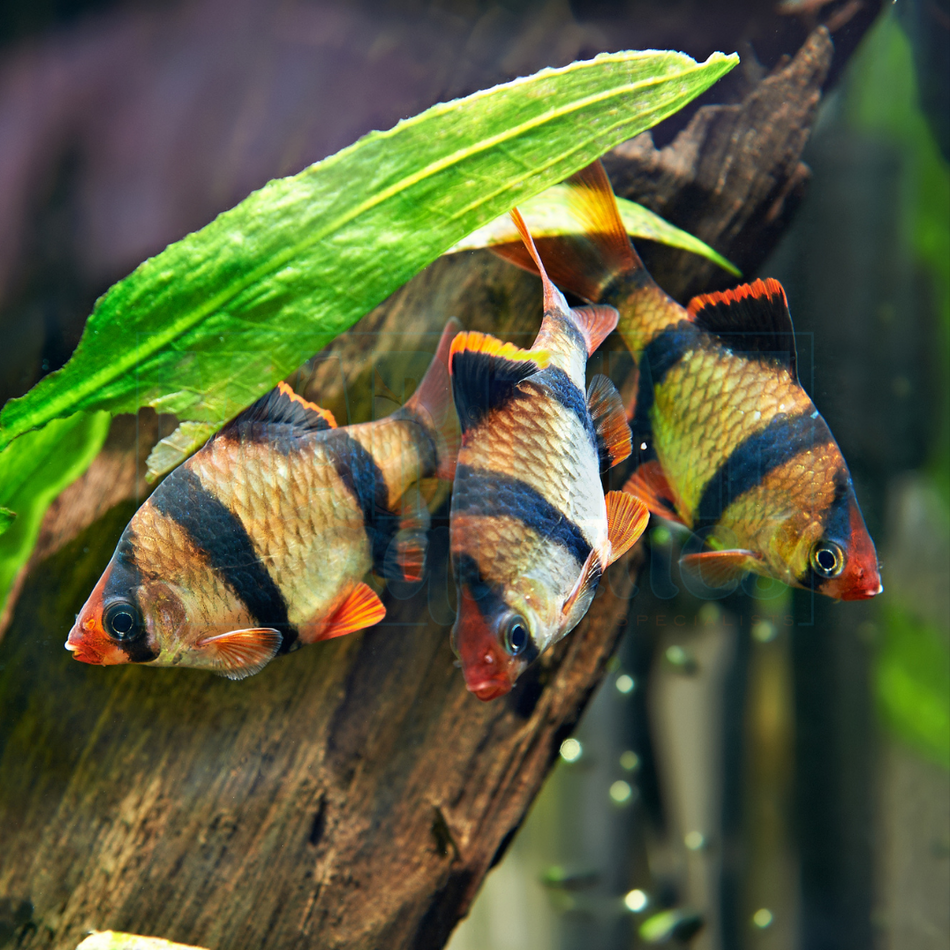 Barb Tiger (Puntius anchisporus)