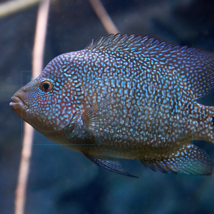 Cichlid True Texas (Hericthys cyanoguttatus)