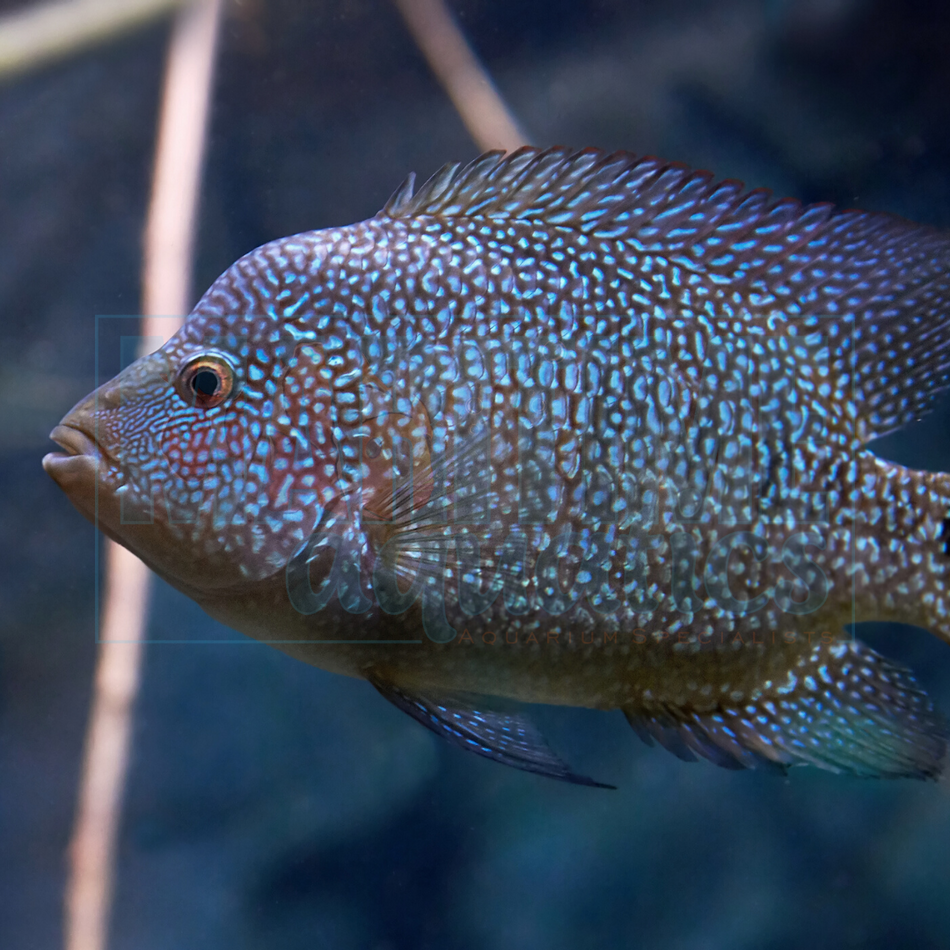 Cichlid True Texas (Hericthys cyanoguttatus)