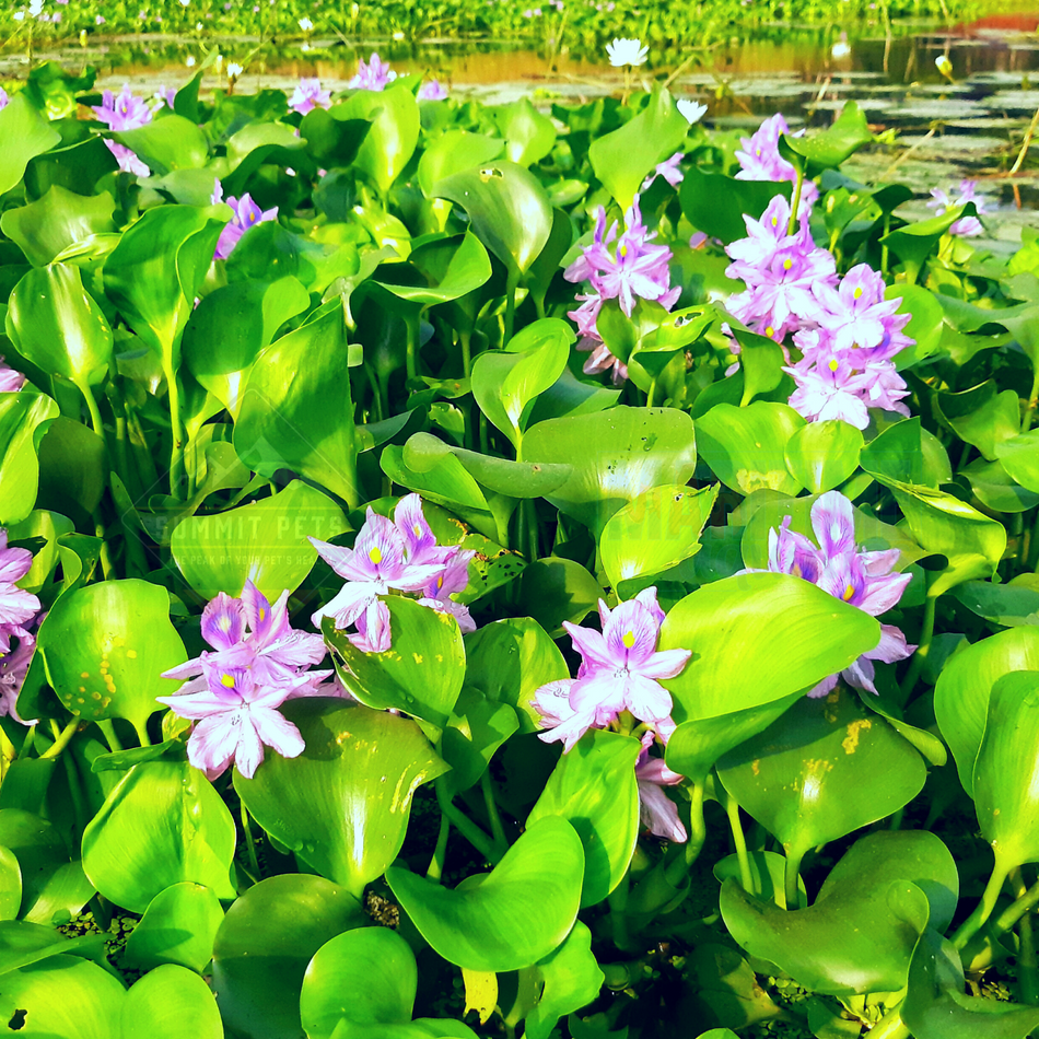 Hyacinth Floating Water (Eichhornia crassipes)