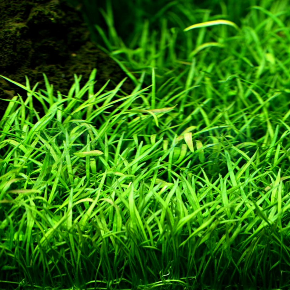 Tissue Culture Lilaeopsis brasiliensis