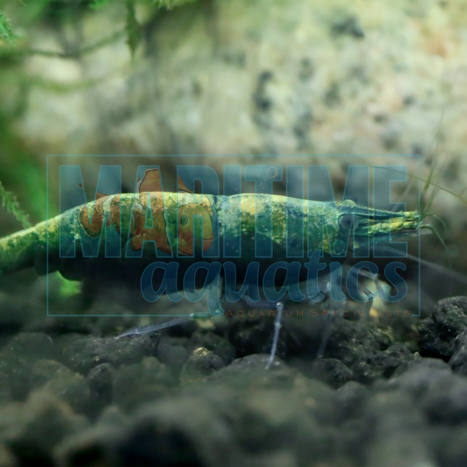 Shrimp Green Jade/Hulk (Neocaridina sp.)