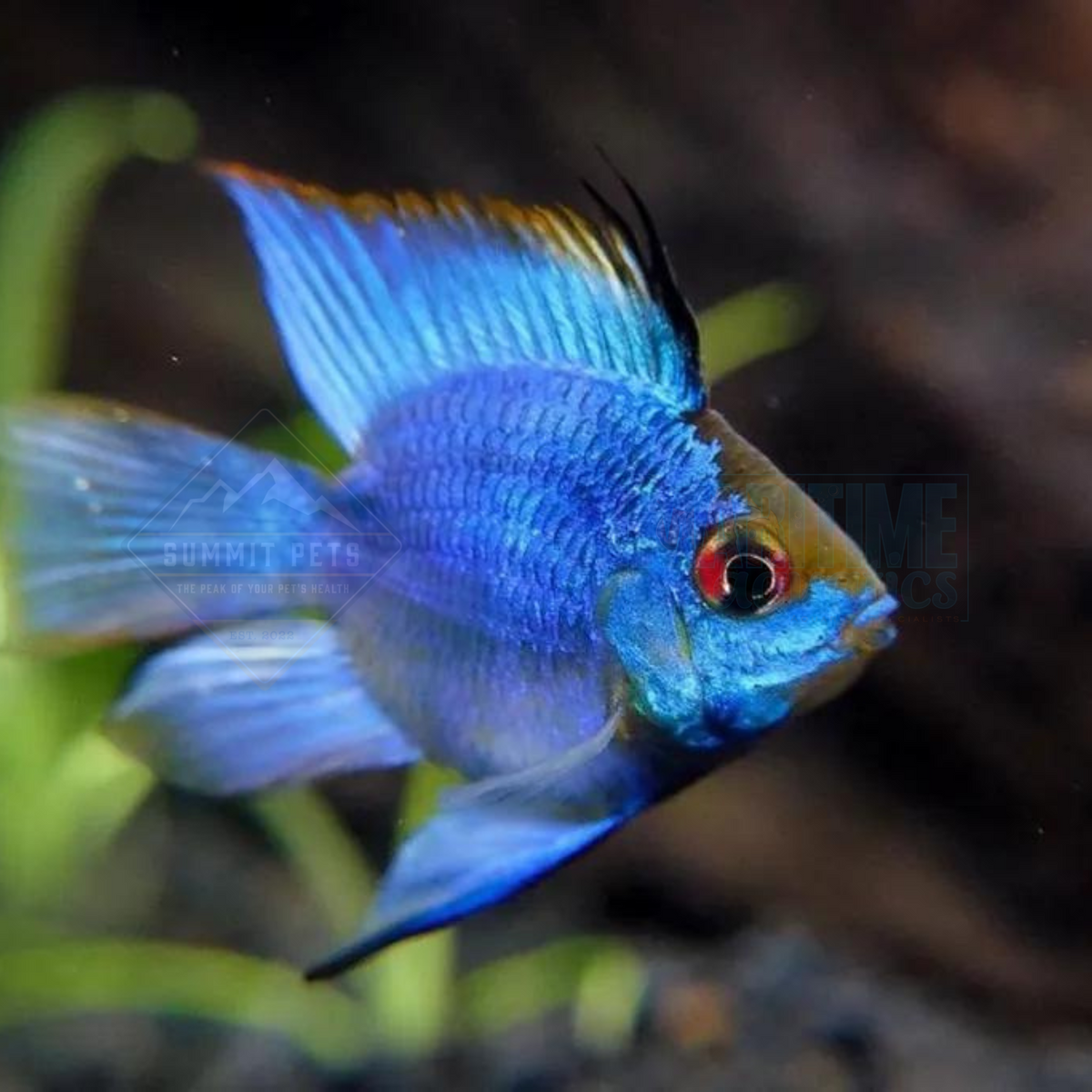 Electric Blue Rwm Ram Electric Blue Balloon (Mikrogeophagus ramirezi)