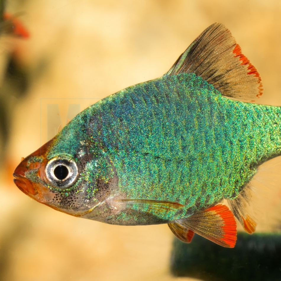 Barb Green Tiger (Puntius anchisporus)