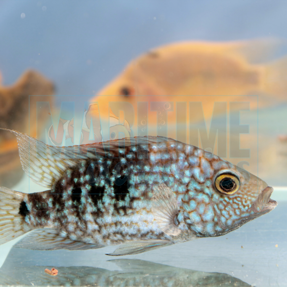 Cichlid True Texas (Hericthys cyanoguttatus)