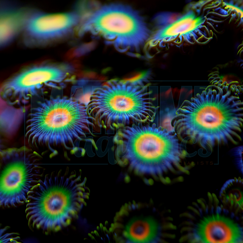 Zoanthid Rasta - Frag (Zoantharia sp.)