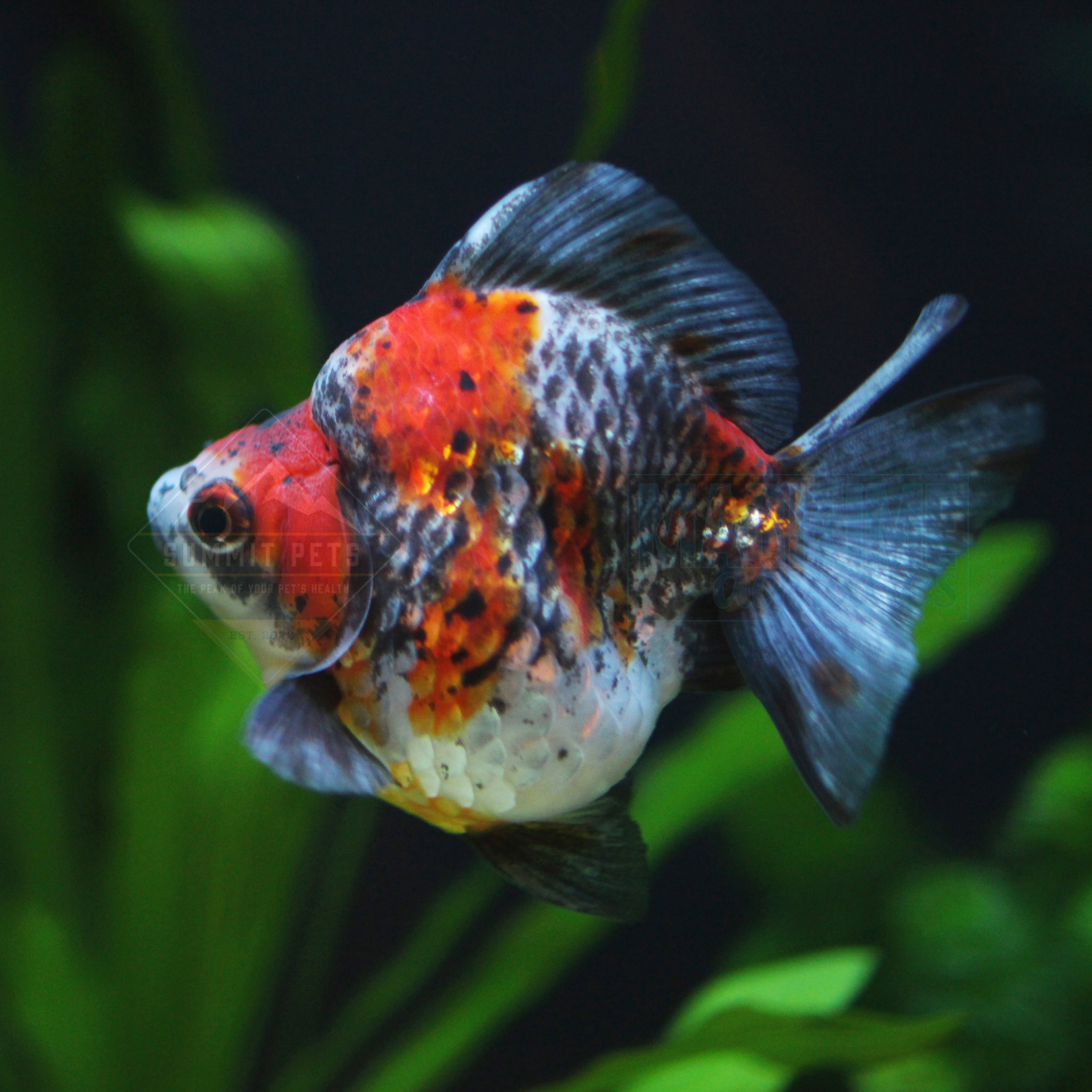 Goldfish Calico Ryukin - 6.5cm
