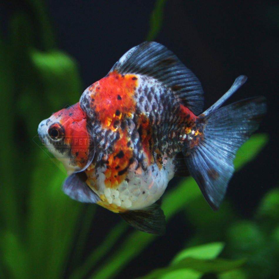 Goldfish Calico Ryukin - 6.5cm