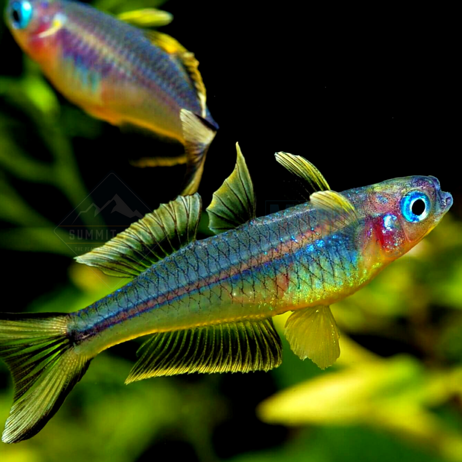 Rainbowfish Blue-eye Forktail (Pseudomugil furcatus)