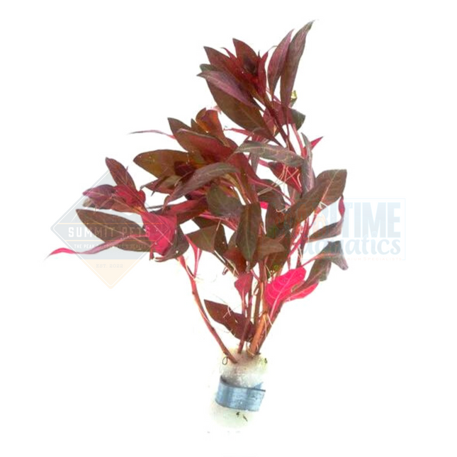 Scarlet Temple (Alternanthera reineckii) - Ring Bunch