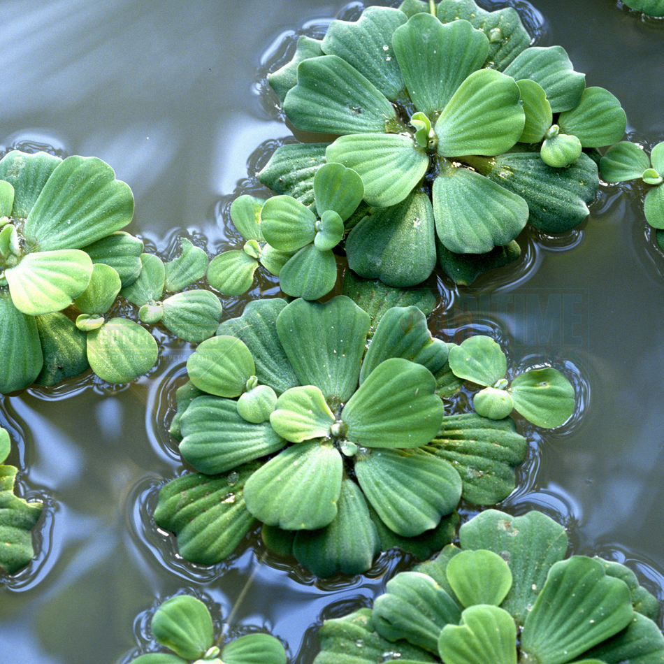 Lettuce Floating Water (Pistia stratiotes)