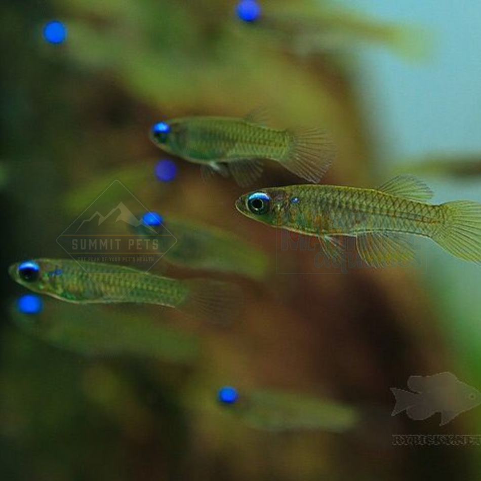 Killifish Norman's Lampeye (Aplocheilus normani)