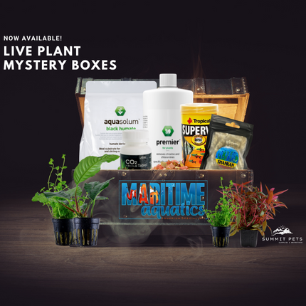 Planted Mystery Box