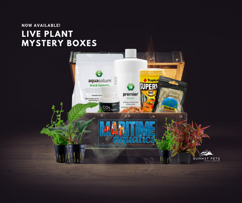 Planted Mystery Box